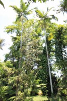 /album/kuranda/img-2789-533x800-jpg/